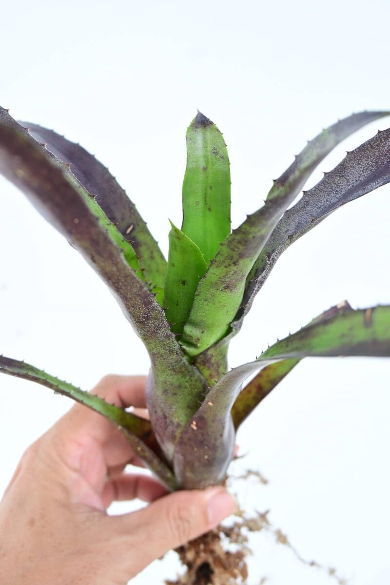 Amazon.co.jp: Hohenbergia leopoldo-horstii black form @bikamori
