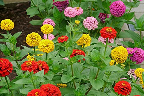 Image of Aero Seeds Zinnia Mix Color 30 Seeds