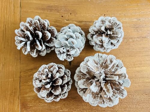 Edzard Deco Pine Cones, white, size 50-90 mm, 600 ml bag, Brown / White, 50 bis 90 mm - Image 3
