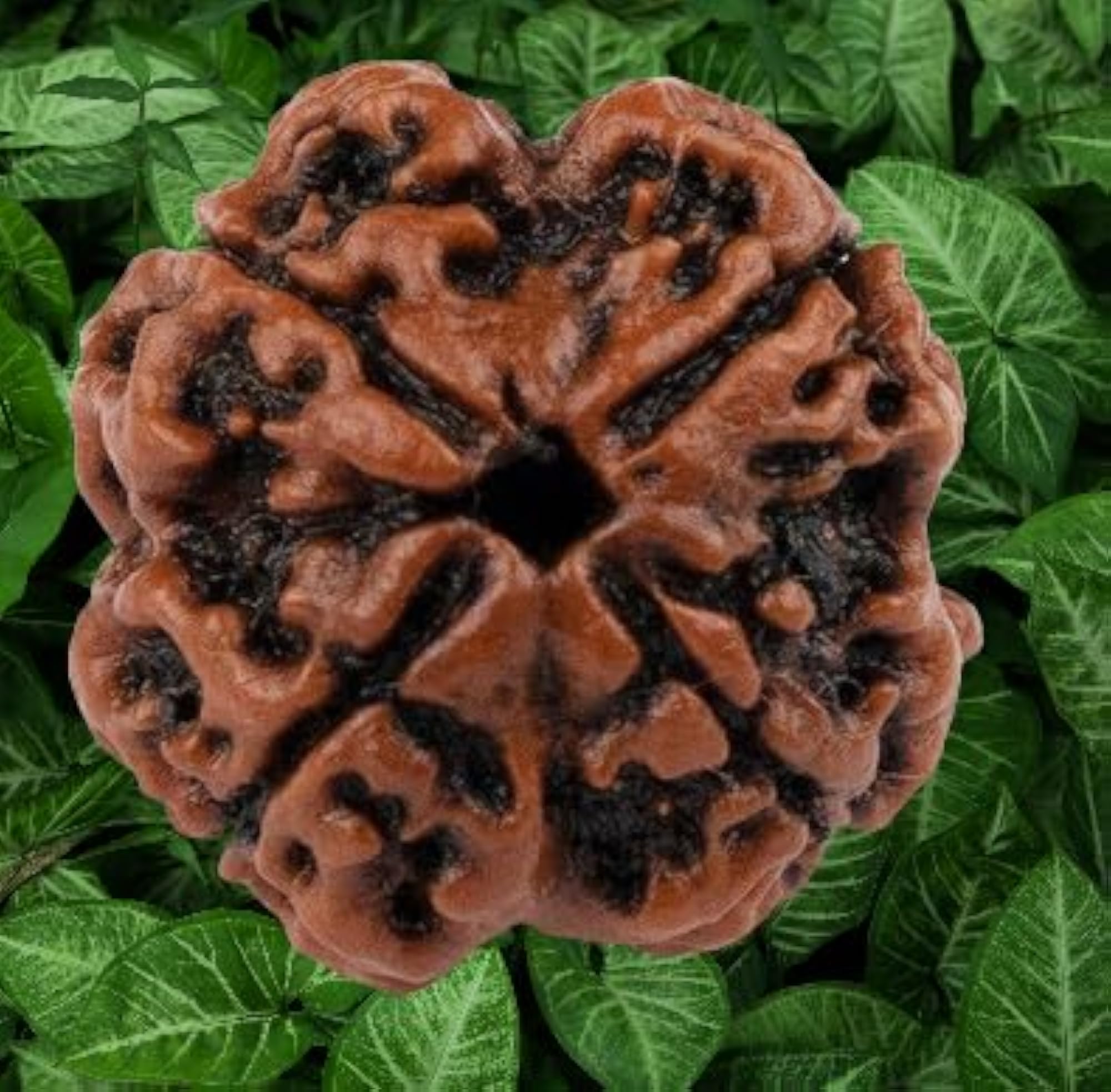 Pure Four Face Rudraksha Nepali Beads, Lab Certified