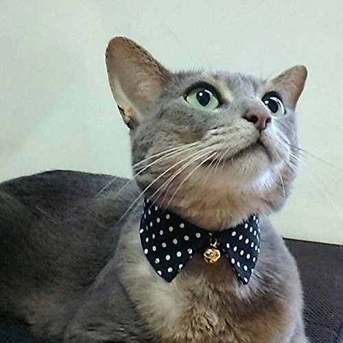 黒ドット、わんちゃん猫ちゃん用襟付き首輪 黒ドット、わんちゃん猫ちゃん用襟付き首輪