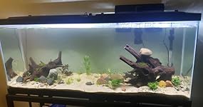 Review Image by dads songs dads songs