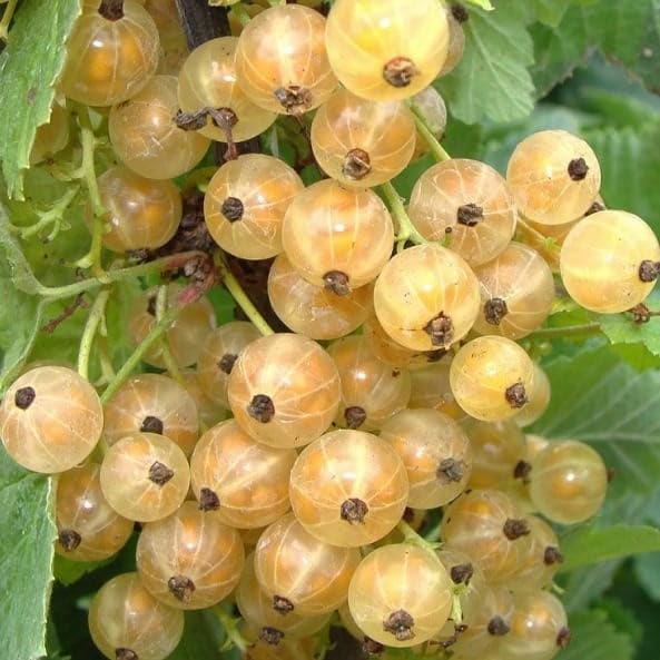 Weiße Johannisbeere Blanka 2L - Der beliebteste Obststrauch