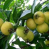 20 Unids/Bolsa Syzygium Jambos Semillas Floración Comestible Natural Plántulas De Frutas Nutritivas Y Prolíficas Para Semillas De Jardín De Plantas Al Aire Libre Semilla