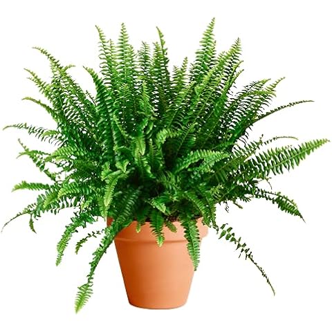 Helecho de Interior con Maceta de Cerámica Nephrolepis Exaltata Cover