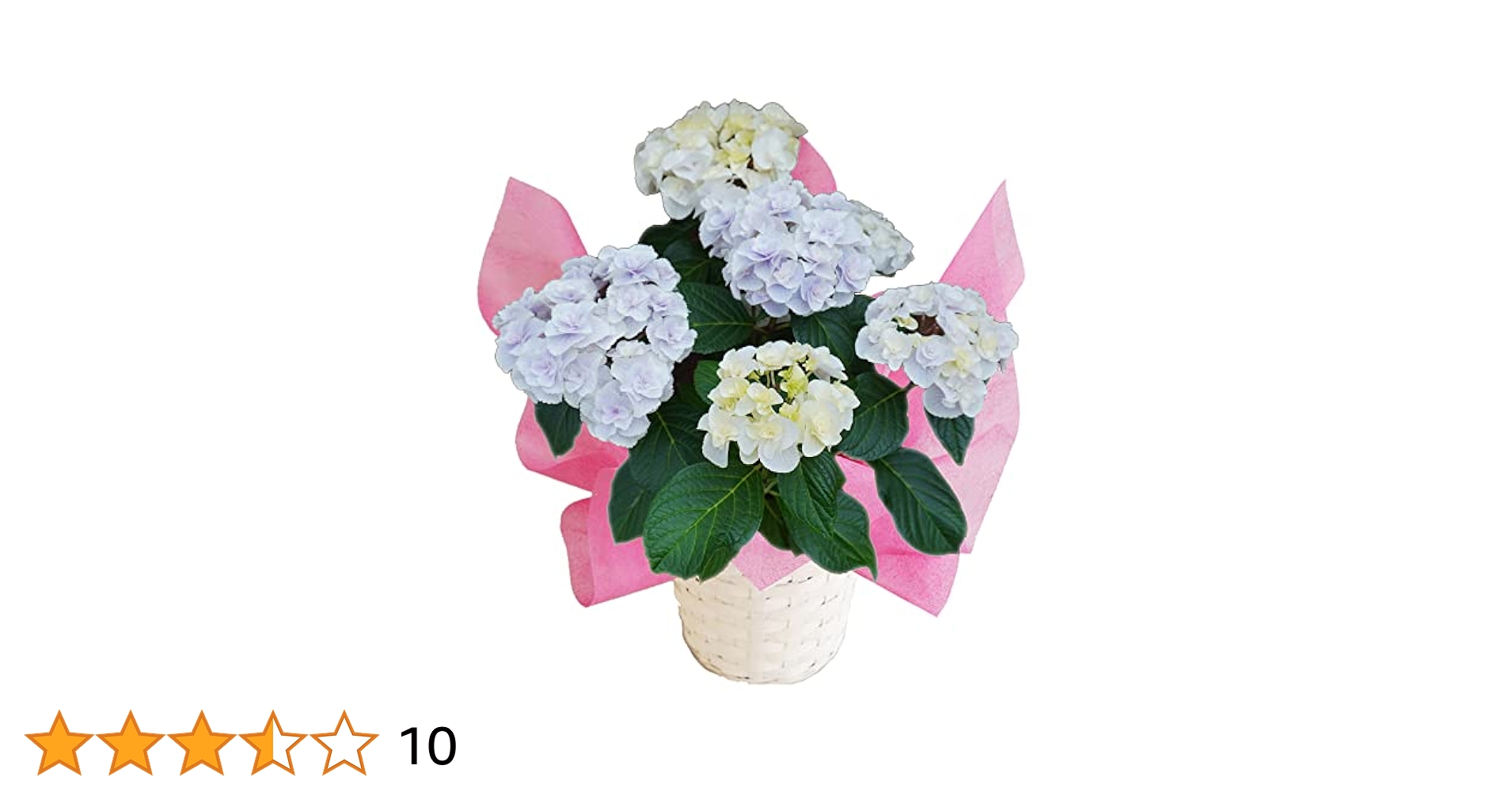 Amazon.co.jp: Monte Blue Sakamoto Gardening Master Hydrangea