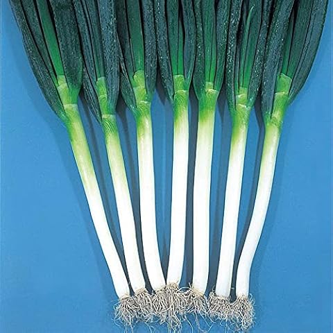 Onion Seeds - Bunching - Ishikura Winter Long - 3 g Packet ~897 Seeds - Non-GMO, Heirloom - Asian Garden Vegetable Cover