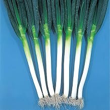 Onion Seeds - Bunching - Ishikura Winter Long - 3 g Packet 897 Seeds - Non-GMO, Heirloom - Asian Garden Vegetable
