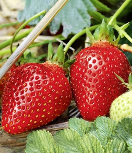 BALDUR Garten 6x Immertragende Erdbeere Albion Pflanzen im 7x7 cm-Topf das ganze Jahr aromatische dunkelrote Früchte immertragend & winterhart Fragaria x ananassa widerstandsfähige Pflanzen