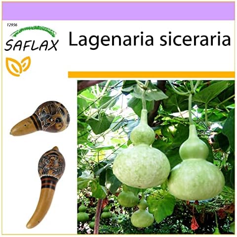 SAFLAX - Bottle Gourd - 15 Seeds - Lagenaria siceraria Cover