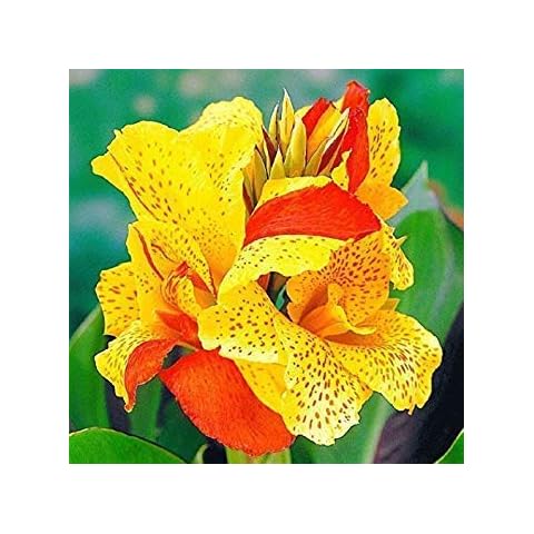 Petsdelite ® Canna Cleopatra (Bag of 5, Rhizomes - 2-3 Eyes). Bedding Seed, Container, Feature Seed, Foundation, Mixed Border, Tropical, Water Gardens Cover