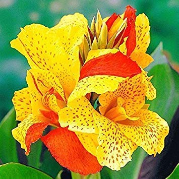 Petsdelite ® Canna Cleopatra (Bag of 5, Rhizomes - 2-3 Eyes). Bedding Seed, Container, Feature Seed, Foundation, Mixed Border, Tropical, Water Gardens