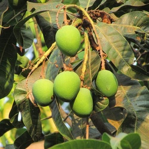Sky Nursery Mango Plant | mango plant grafted | All Time Sweet Mango Plant-Grafted Healthy Outdoor Plant | bgg