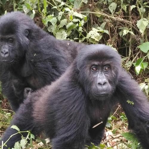 S2 Ep: 1 part 2 Dominique Bikaba - Strong Roots, Eastern Lowland Gorilla Conservation