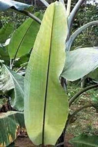 BANANA - Musa nagensium 10 semi