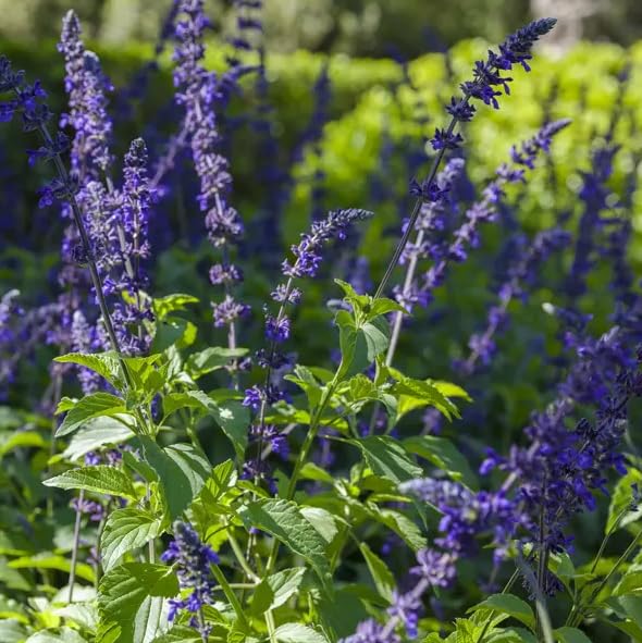 Set 2 Blue Salvia Starter Plants Garden Sage Plant Spikes of Dark Blue Purple Salvia Flowers Well Rooted 4-6 Inch Tall