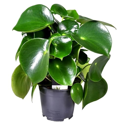 Peperomia Gotas de Jade Natural Planta de Interior Tropical de Cuidado Sencillo