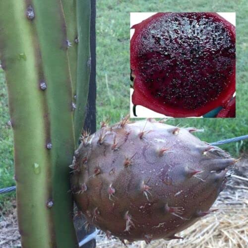 Afrikanis Dragon Fruit (black) Plant Amazon.in Garden & Outdoors