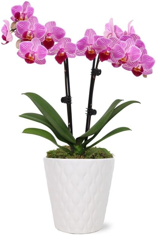 From You Flowers - Perfect Pink and White Orchid for Mother's Day, Birthday, Anniversary, Get Well or Celebration