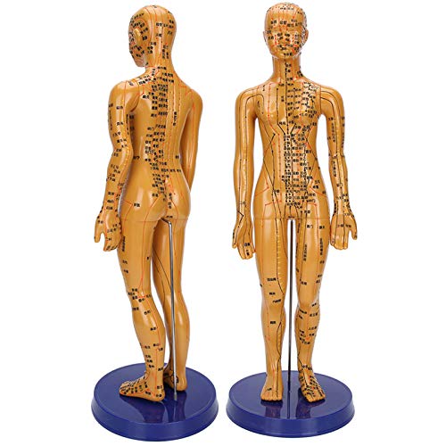 Modello di agopuntura del corpo umano Femmina