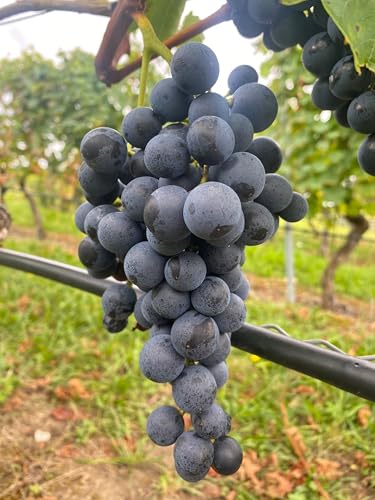 Tafeltraubenrebe Muscat Bleu Blaue Premiumsorte mit Muskataroma | Süß robust & frosthart | Für Garten Pergola & Terrasse | 3-jährige getopfte Weinrebe