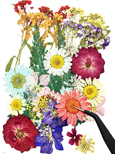Flores prensadas secas con pinzas set 40 piezas miniatura 3
