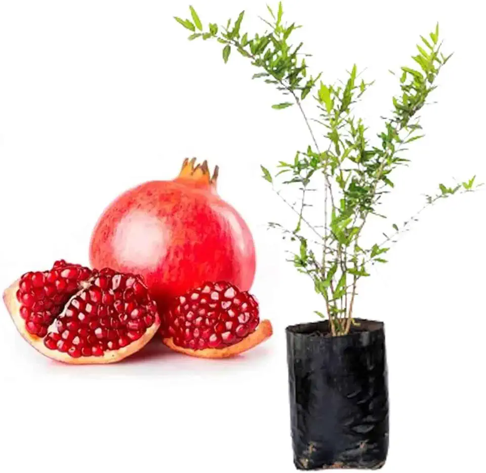 Muda de Roma Americana Gigante Wonderful Com Produção Rápida Ideal Para Cultivar em Vasos