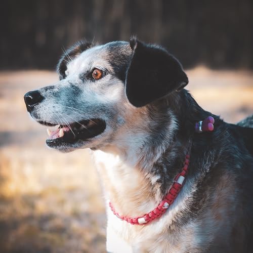Ganzoo EM Keramik Hunde-Halsband/Paracord 550 Halsband mit Zier-Perlen und EM Tubes/EM Pipes/Größe XS 26-32 cm/Dog Collar/verstellbar mit Kordelstopper/Farbe Himmelsblau Pfote