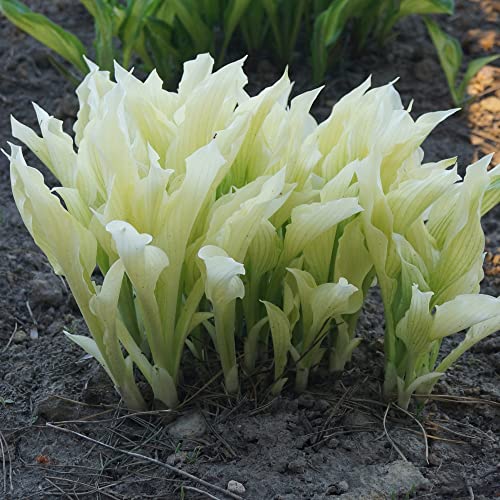CHUXAY GARDEN White Feather Hosta Plantaginea - Drought Tolerant Fragrant Plantain Lily 20 Seeds Easy Care
| CHUXAY GARDEN White Feather Hosta Plantaginea - Great for Planting 20 Seeds Fragrant Llilioid Monocots
| CHUXAY GARDEN White Feather Hosta P
