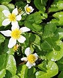 Wasserpflanzen Wolff