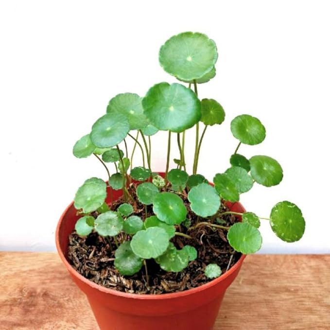 Greenursery Water Pennywort Indoor Plant For Home and Garden with Pot (Pack of 2) (B0CRH16SHW) Amazon Price History, Amazon Price Tracker