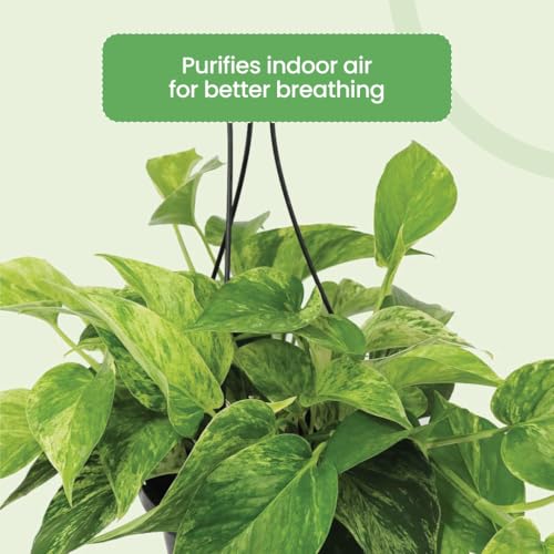 Image of American Plant Exchange Marble Queen Pothos - Live 8-Inch Hanging Basket, Easy-Care Air Purifying Trailing Vine, Fast-Growing Houseplant for Hanging Planters, Shelves & Indoor Home or Office Decor