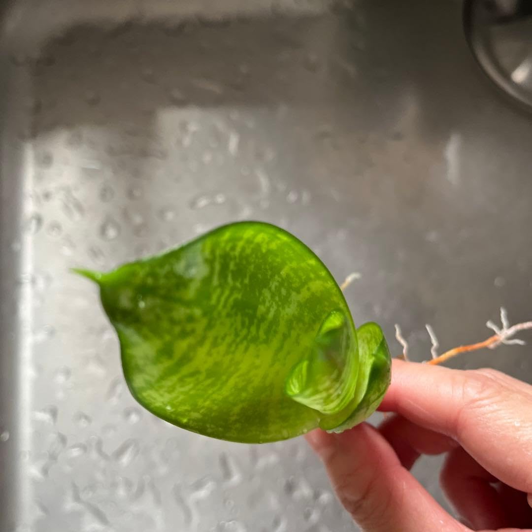 Amazon｜サンスベリア ハニー 発根済み 観葉植物 10センチ｜観葉植物