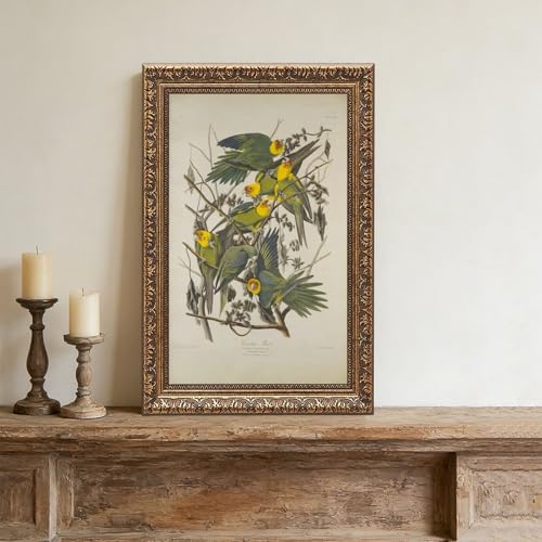 Poster Carolina Parrots John James Audubon : la solution pour vos murs vides - 4