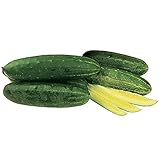 Burpee Hybrid II Slicing Cucumber Seeds 30 seeds