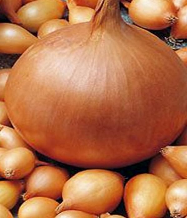 Sturon Steckzwiebeln Runde Zwiebeln 750 g trockene frische Ware