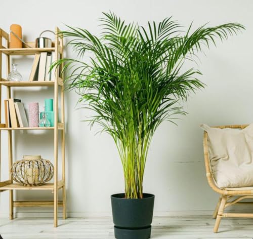 PLANTA DE PALMERA ARECA - AREKA - Palmera amarilla | Palma de frutos de oro | Palmera bambú | Reina de las palmas | Planta Tropical natural de interior y exterior en maceta de 4 litros