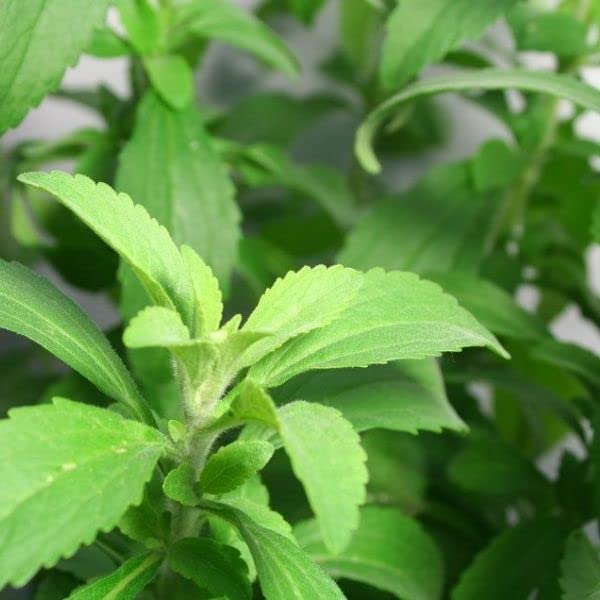 Mphmiindia154 Stevia rebaudiana Live Nursery Outdoor Indoor Grafted Plant (B0BVBD3D7M) Amazon Price History, Amazon Price Tracker