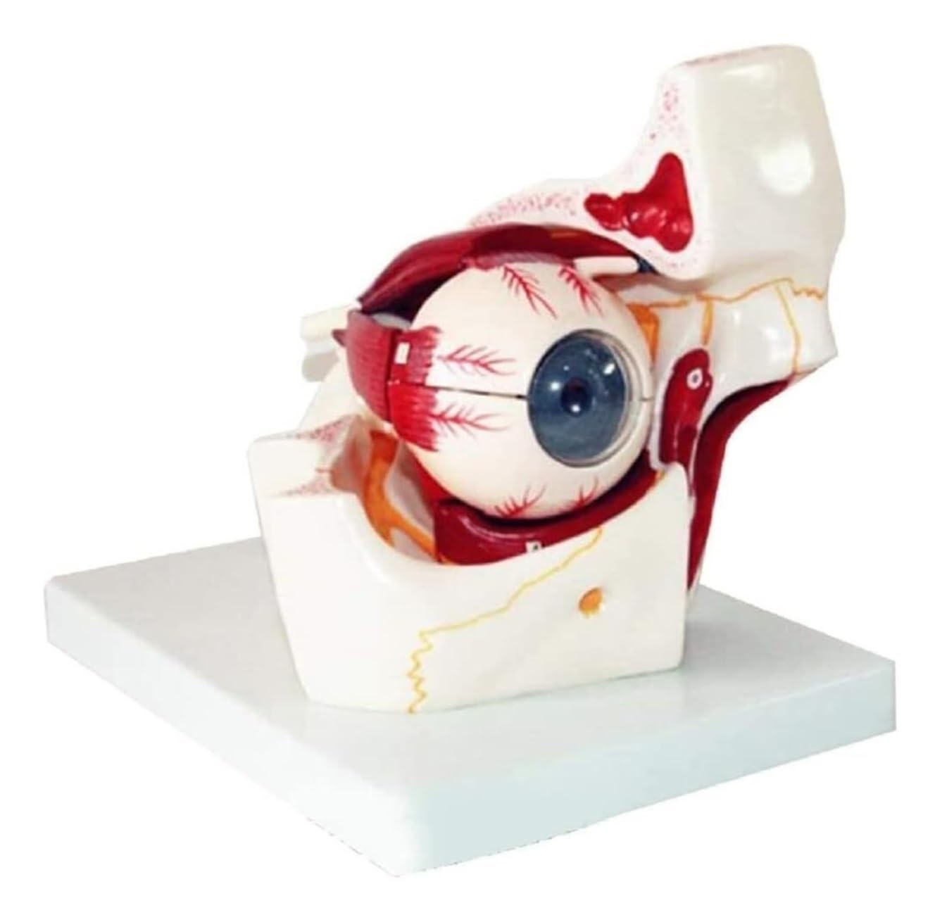 Anatomía De La Educación Modelo Anatómico De Ojo Humano Agrandado 3X, Globo Ocular Y Esqueleto Párpado, Pantalla Anatómica Órbita Muñeca de Anatomía