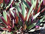  Portal Cool Junge Topf: Tradescantia spathacea Moses in der Wiege Blatt Einfache Zimmer rarium