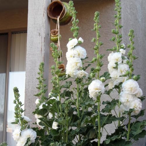 semi di malvarosa perenne resistente, malvarosa, luoghi soleggiati, balcone selvatici da balcone, recisi resistenti per il giardino, 125pcs