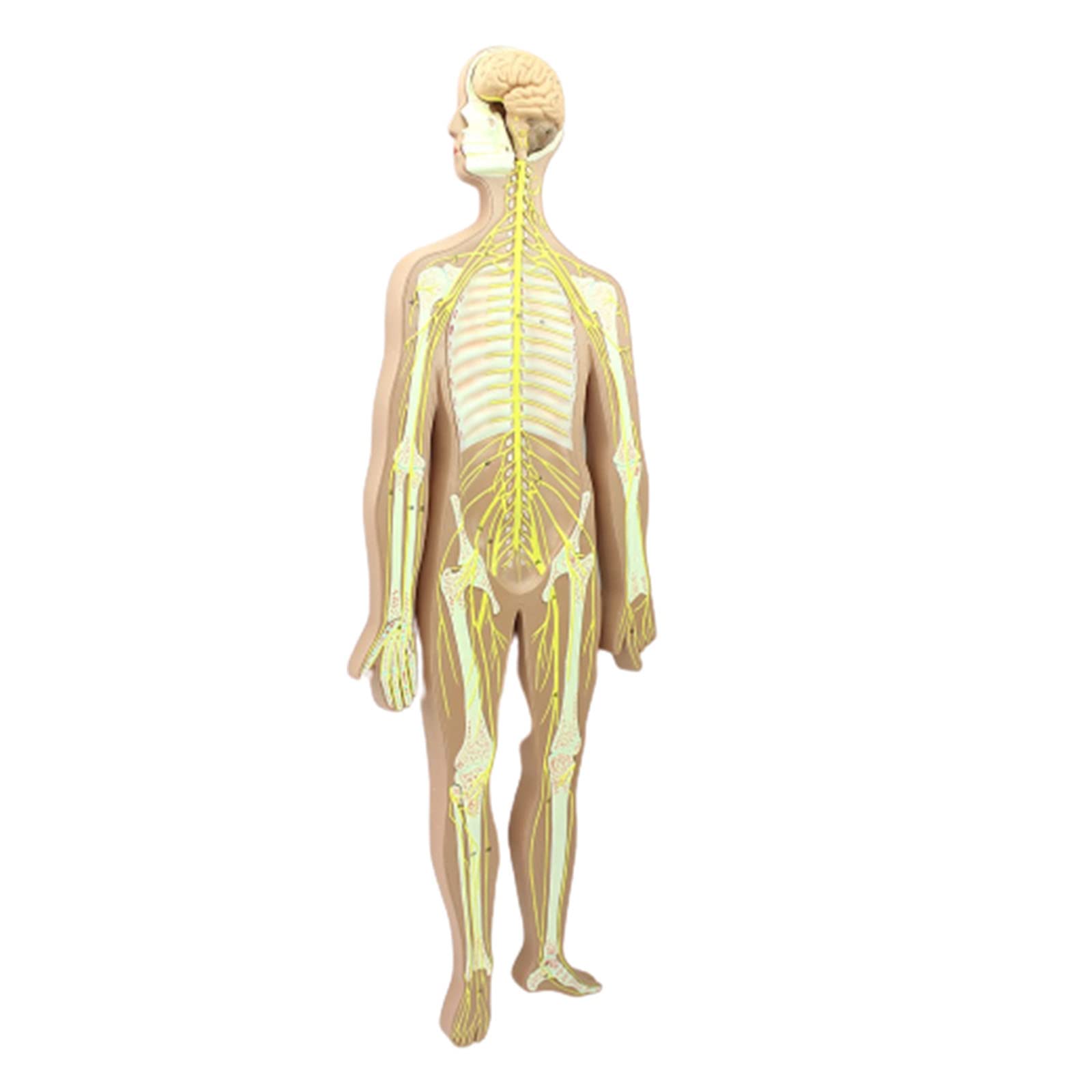 GTHTUHFD Scientific Human Anatomy Educational Model Central Nerve Brain Spinal Cord Brain Human Model Nervous Cerebral