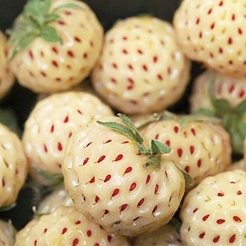 Portal Cool 6 X 'Pineberry' Strawberry Piante - Sapore Simile al Ananas
