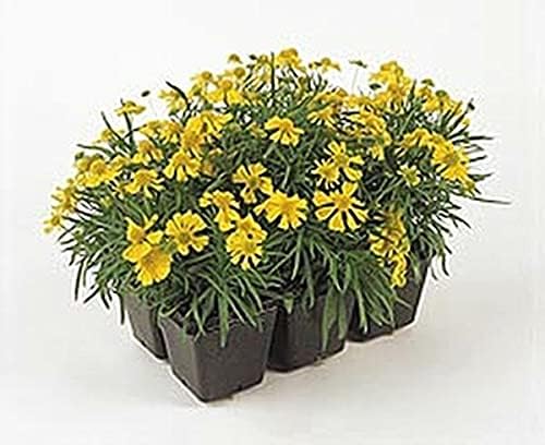 Vista 2 de Semillas anuales Helenium Dakota Gold