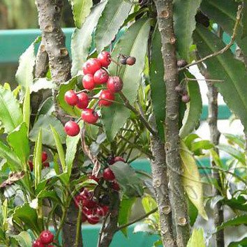 Plant World Seeds - Ardisia Macrocarpa Seeds