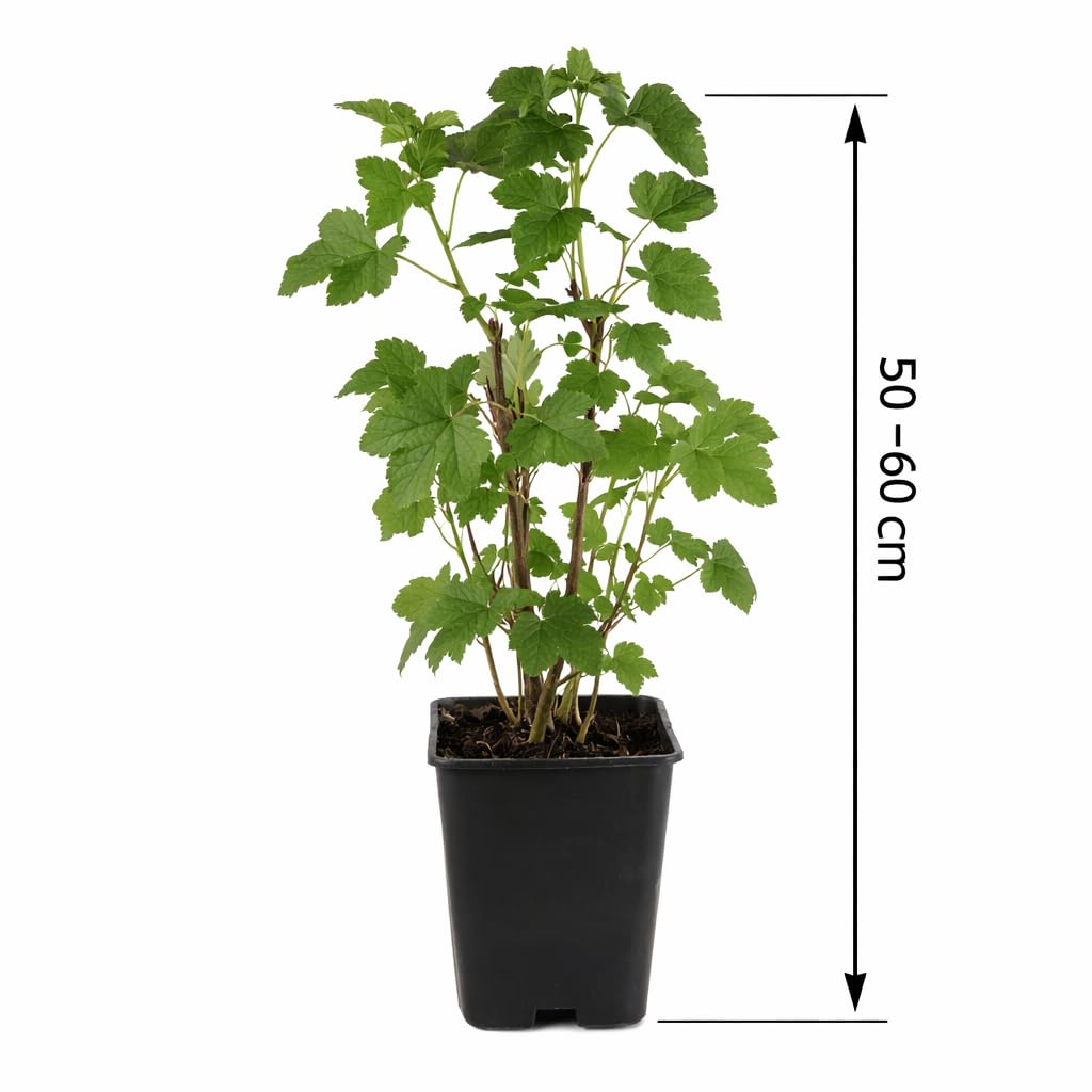 Schwarze Johannisbeere Ben Nevis 50–60 cm – Ribes nigrum, großfrüchtig, winterhart & ertragreich, aromatische Vitamin-C-Beeren, ideal für Garten & Kübel