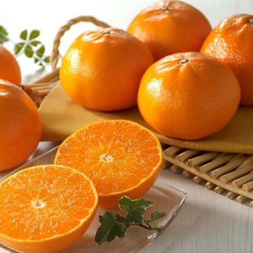 y\tE1{蔭\z QY Ƃ iN (5kg 1) uk̉lvuk̑gvƌĂ΂ Ƃ [炩Ɏcɂ̂ŉʓ̊ÂW[V[̂܂܌̒ŖƂ v[g ʕMtg