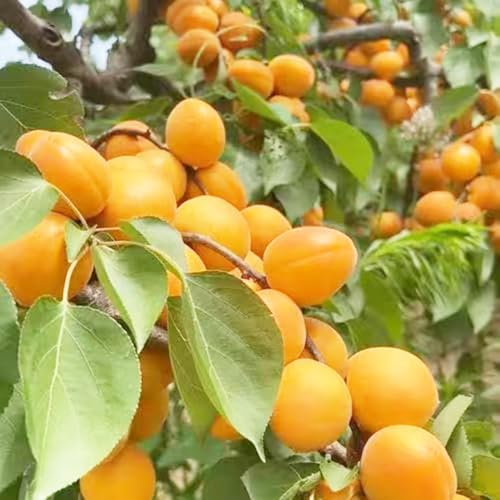 semillas resistentes del albaricoquero - balcón jardín Invernadero perennes 9pcs