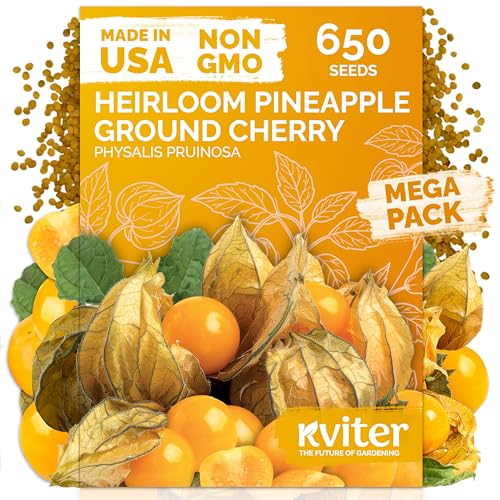 KVITER 650 Aunt Molly Ground Cherry Seeds for Planting (Physalis pruinosa) – Non GMO & Heirloom Pineapple Ground Husk Cherry Tomatoes, Organic Fruit Seeds – Tropical Flavor Berries