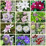 Estas están diseñadas para añadir vitalidad e imágenes maravillosas a tu jardín.